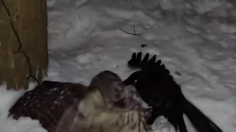 Eagle Vs Owl !! Who’s The Real King Of The Sky -_2