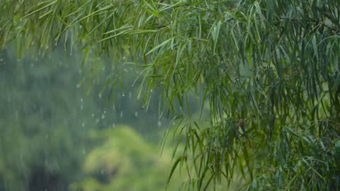 Sounds of Heavy Rainstorm and Thunder in The Forest
