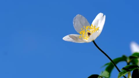 Top Best flower blooming moments - Nature at its best - #LIFE of #FLOWERS