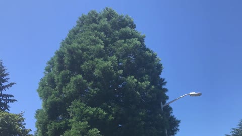Giant sequoia
