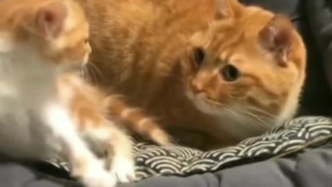 FUNNY MOMENT WHEN MAMA CAT SCARED BABY KITTY