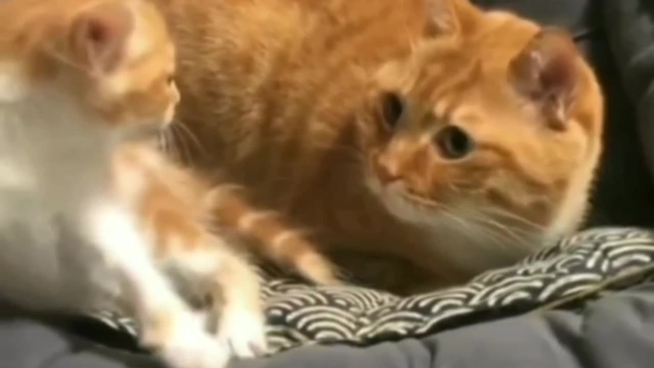 FUNNY MOMENT WHEN MAMA CAT SCARED BABY KITTY