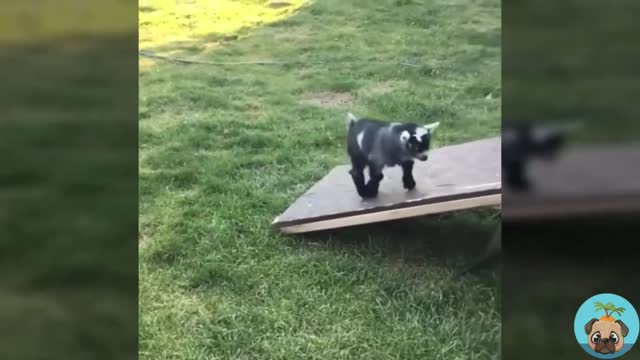 A lamb who can't play on the slide