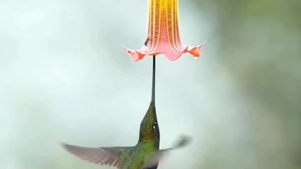 Amazing Bird