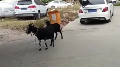 World Most Stubborn Goats 🐐🐐🐐