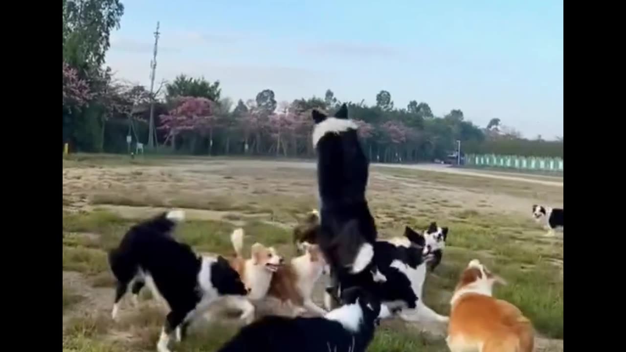 Green Day - TIME OF YOUR LIFE