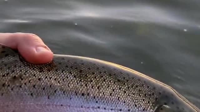 Do any other trout fight as hard as a big rainbow