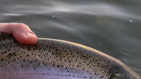 Do any other trout fight as hard as a big rainbow