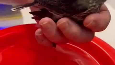 Jaching hurt the bird