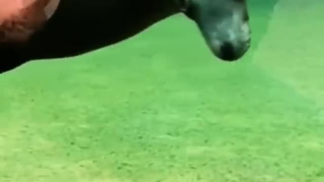 #Animals complimentions #Funny animals