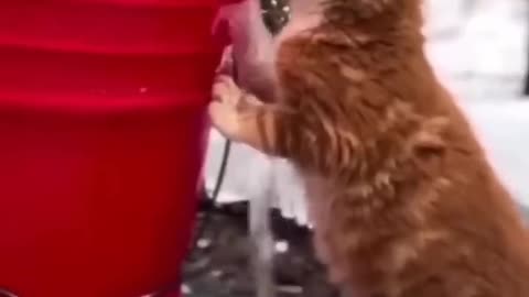 Another animal movie