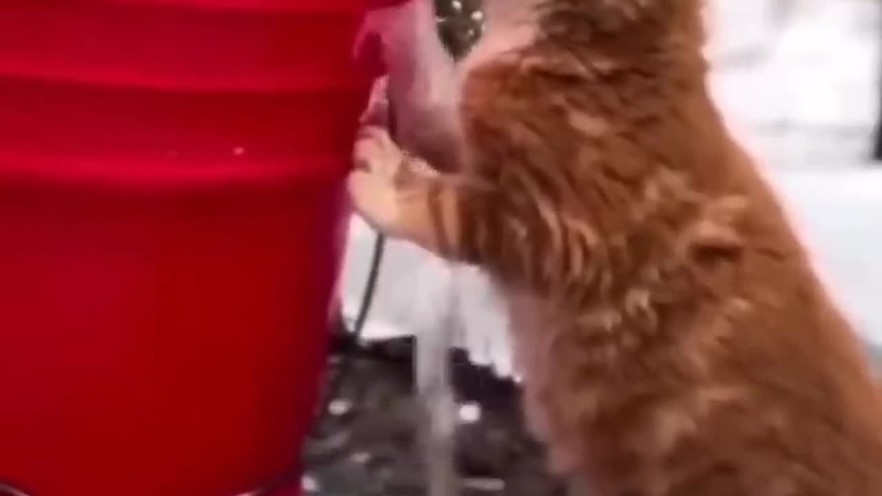 Another animal movie