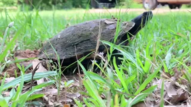 Turtle uses her back feet like human hands.