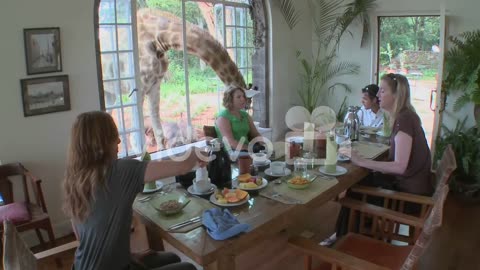 A giraffe interrupts a breakfast at a house in Africa