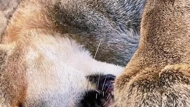 cougar#puma#cat