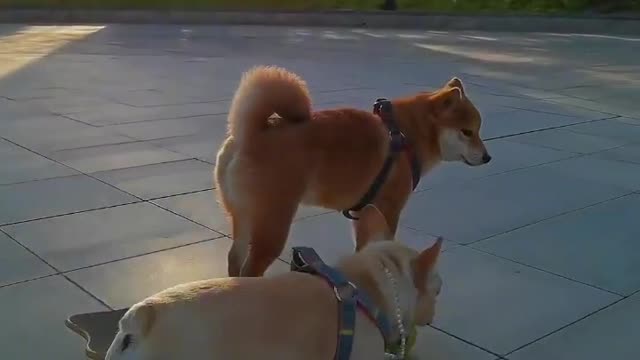 SkateDog-5