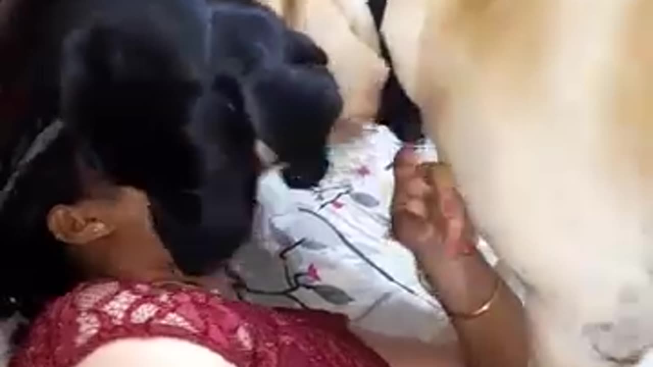 Girl Romance and Kissing With Dog