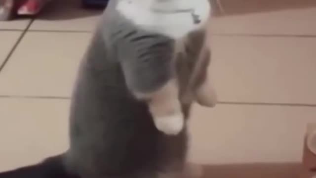 funny cats videos 2023 that looks like plat in home