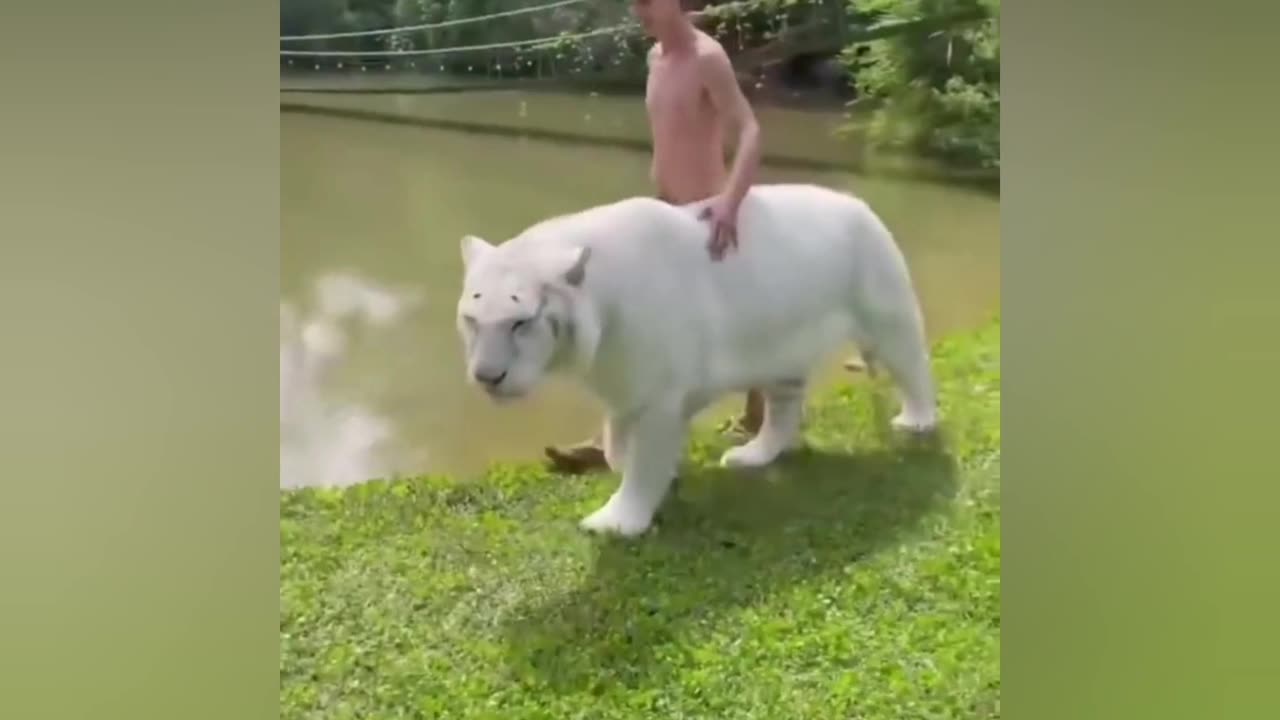 best funniest animal videos 2023 😂 funniest cats and dogs 😹🐶