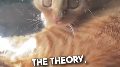 Proof that cat are very smart