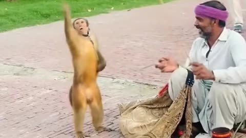 Money _funny video