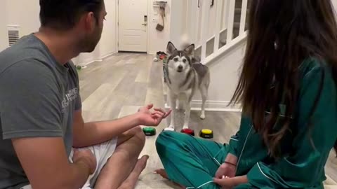 Funny dog