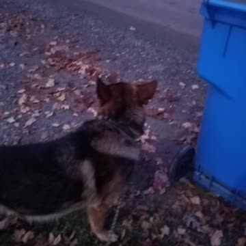 German shepherd barks at trash can!