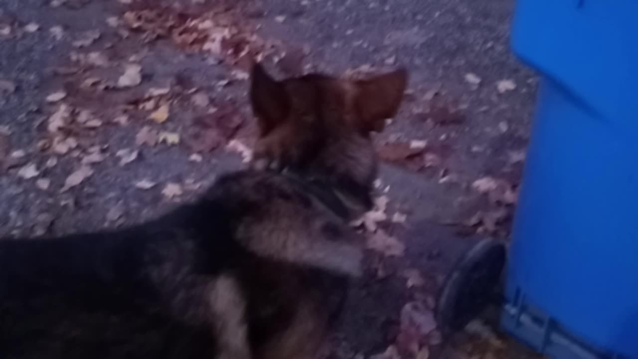 German shepherd barks at trash can!