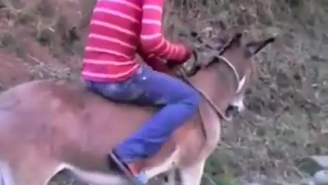 This donkey is very cooperative with its owner