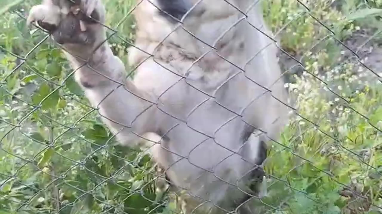 ABANDONED DOG IN UKRAINE #pets #animals #cute #puppy #ukrainewar