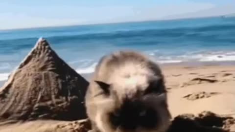 Cute Cat Gif