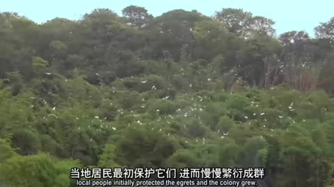 Chinese Wild Life Secrets
