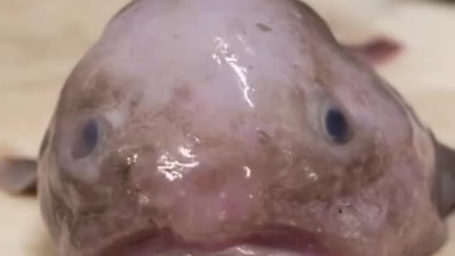 You don’t know what Blobfish actually look like!