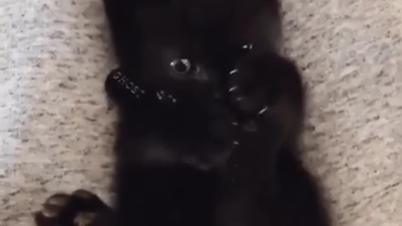 Cat suddenly realizes that it has 4 paws.