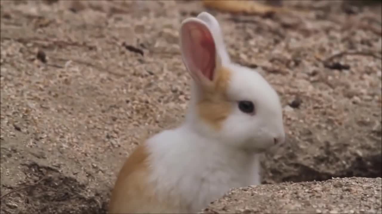 Bunny Rabbit Island Japan - CUTEST Compilation