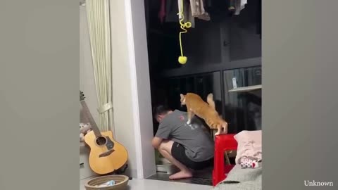 Super FUNNY CAT VIDEOS! 😹