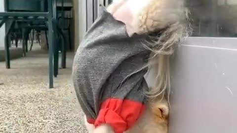 Anjing lucu latihan olahraga