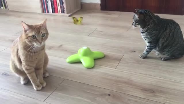 Gatos jugando - Cute Cats Videos