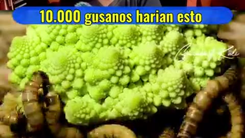 10000 gusanos harian esto