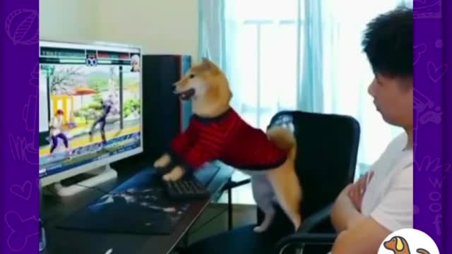 Dog play games for computer