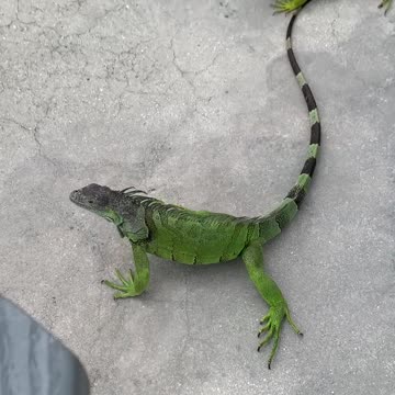 Key Largo Lizards Love Swedish Fish! True Story!