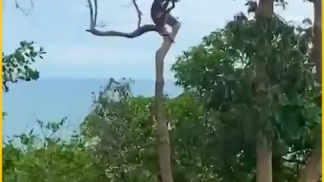 funny monkeys compilation