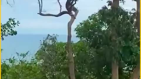 funny monkeys compilation