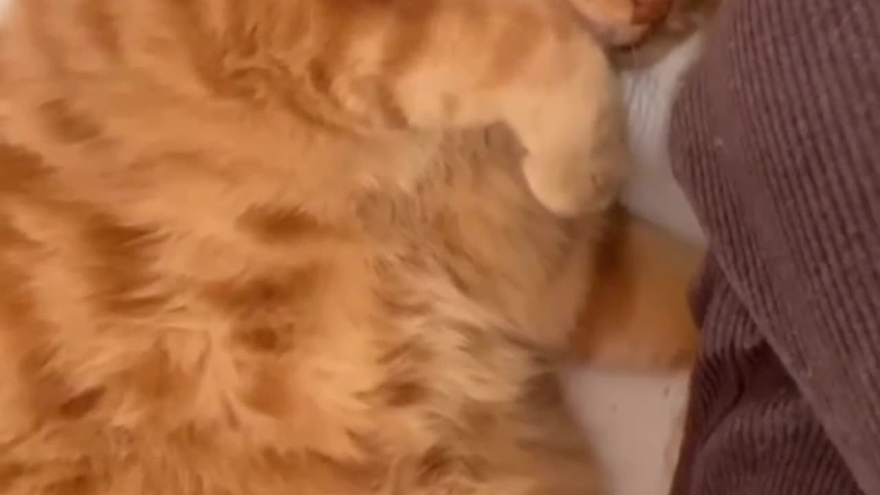 Cute cat