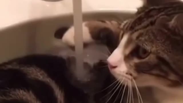 cat love water? really???