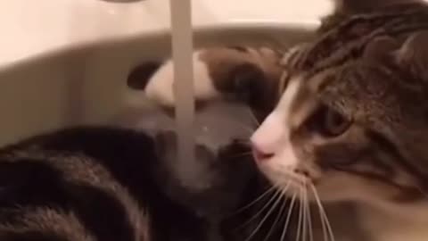 cat love water? really???