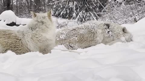 Adorable Wolves Play in the Snow