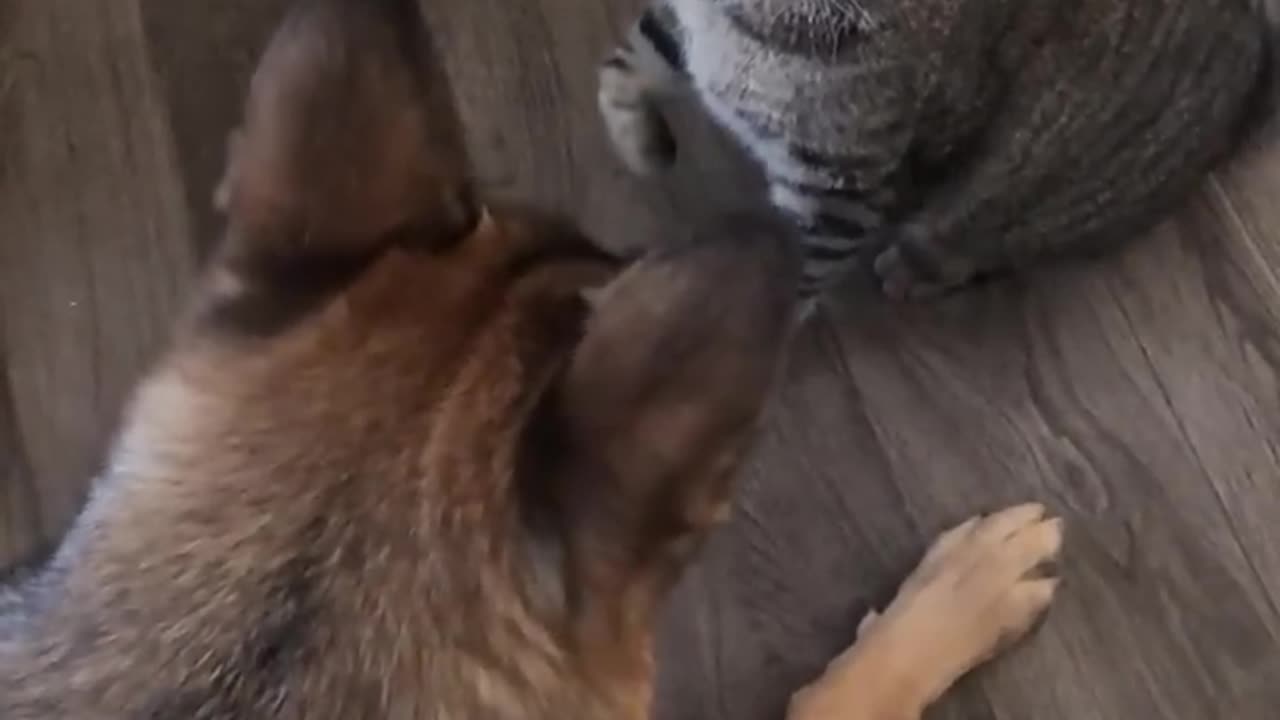 Very funny dog and cat fight 🤣🤣