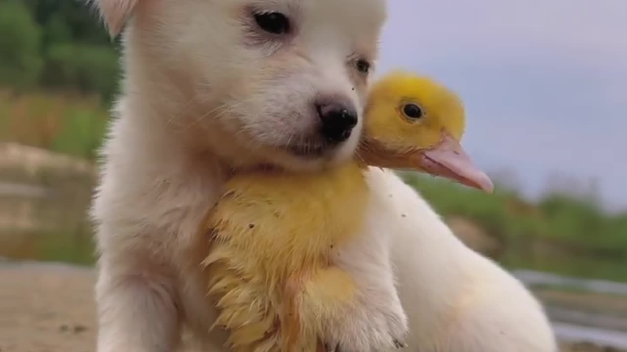 Cute dog and duck