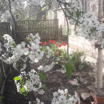 Spring in the countryside